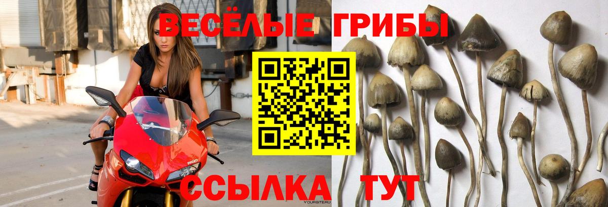 Галлюциногенные грибы GOLDEN TEACHER  Галлюциногенные грибы Magic Shrooms  Вход с VPN  Избербаш 